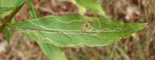 Ophiomyia maura